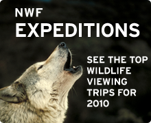 NWF Expeditions - see the top wildlife-viewing trips for 2010